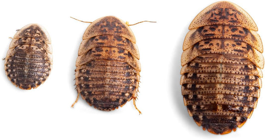 Fluker's Live Dubia Roaches, Premium Feeder Insects for Reptiles, Amphibians, and Arachnids (50 Count Large)