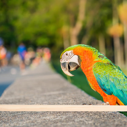 DECHOUS 5Pcs Wooden Bird Perches Parrot Stand Branches Natural Wood Pet Bird Cage Wooden Hanging Perch Platform Hammock Swing Toys Parakeet Cockatiel Stand Accessories