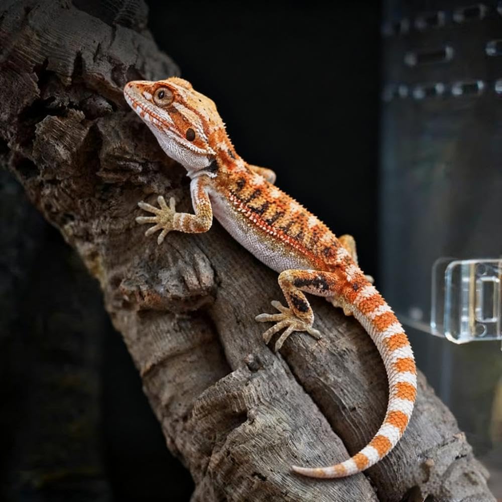 20x15x10cm Reptile Terrarium,Small Plastic Terrarium for Lizards Frogs Snakes,Transparent Spider Scorpion Insect Enclosure with Ventilation,for Pet Breeding Molting and Isolation Habitat