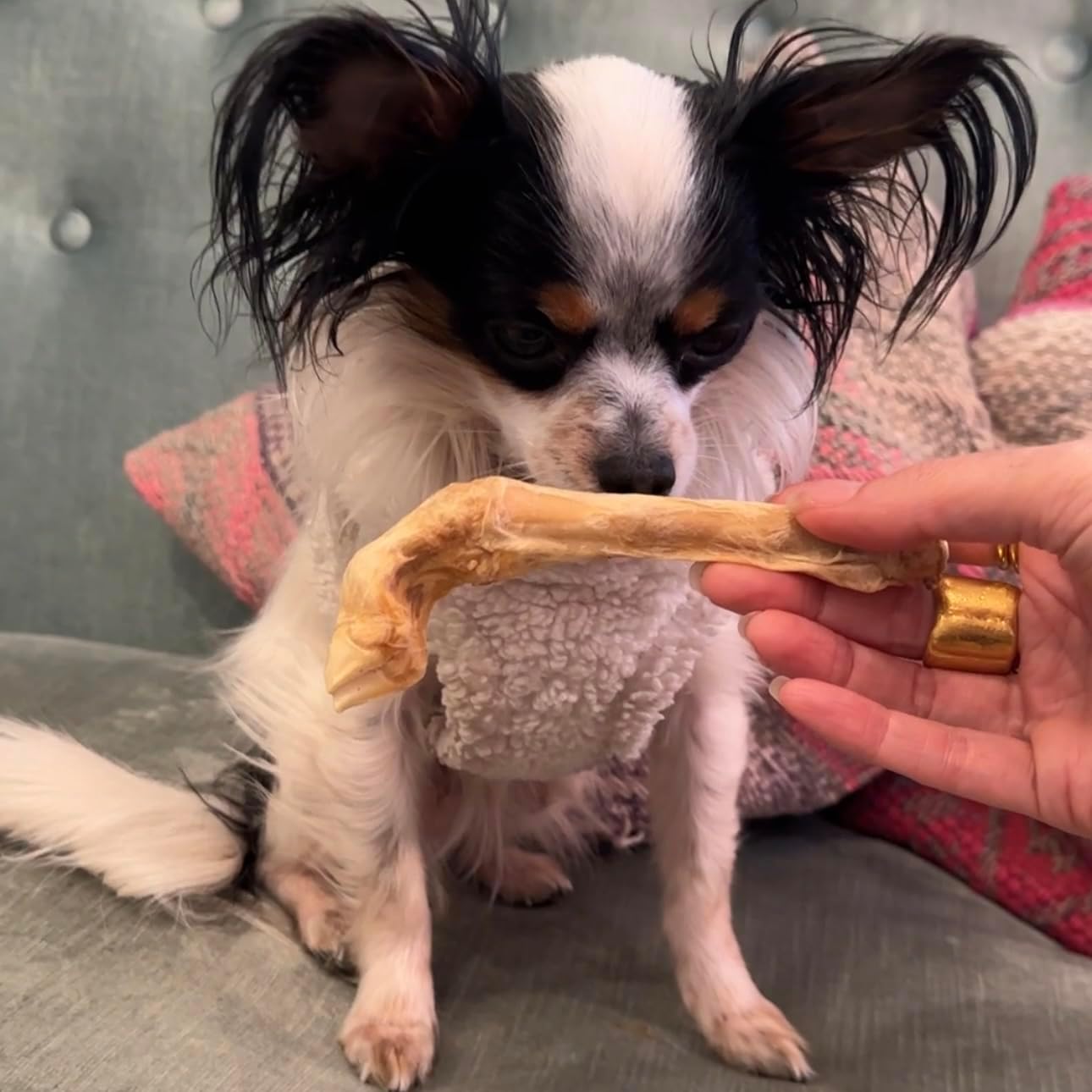 Munchbird Lamb Trotter Dehydrated Dog Treats Natural Glucosamine for Dogs Chondroitin for HIPS and Joints Lean Hypoallergenic Protein Rawhide Free. Alternative to Duck Feet Lamb Ears (4.5 oz)