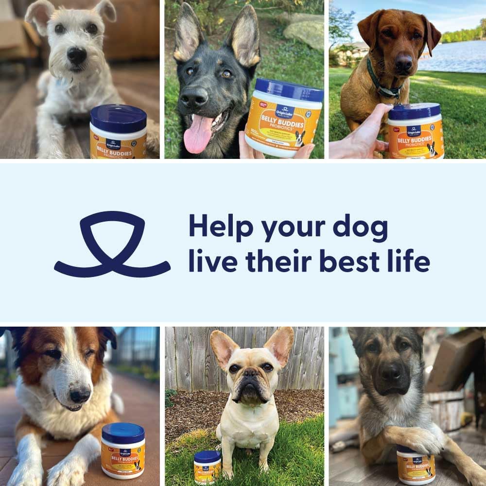 Origin Labs Belly Buddies - Probiotics for Dogs - Prebiotics & Probiotics - Supports Gut, Skin, and Immune Health - 5 Billion CFUs 7 Strain Probiotic Blend - Natural Bacon Flavor, 90 Soft Chews