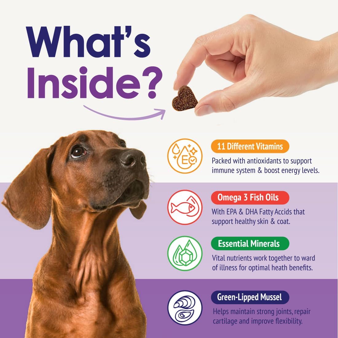 Dog Multivitamins Chewable Supplement - 22 in 1 Dog Vitamins for Itchy Skin & Coat, Immune System, Joints & Overall Health - Vitamins A, B, C, D, E, K & Antioxidants - 60 Chews - Beef Flavor