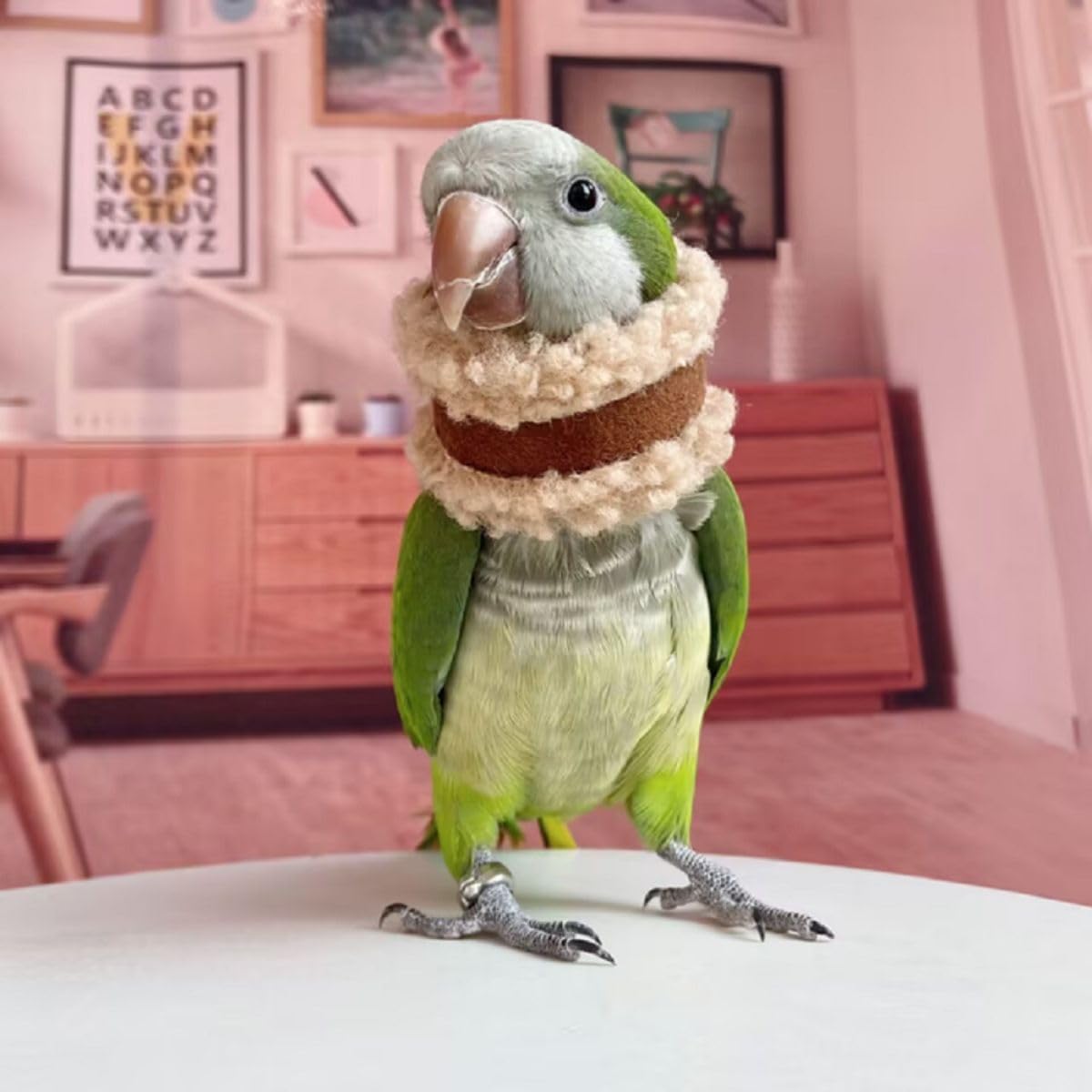 Pet Parrot Anti-Bite Elizabethan Collar, Neck Shield Anti-Grab Feather Plucking Wound Healing Safety Recovery Collar Cones for Budgerigar Lovebird Random Color (S)