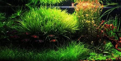 Hornwort - Young, Healthy, Super Easy Live Aquarium Plant, 1 Bundle 5-6 in. Great for Betta, Guppy, Cherry Shrimp, Barbs, Platys etc etc! Produced by Aquatic Discounts. B U Y 2 GE T 1 Deal!