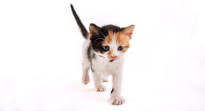 Hartz Powdered Kitten Milk Replacer Formula - 11Oz