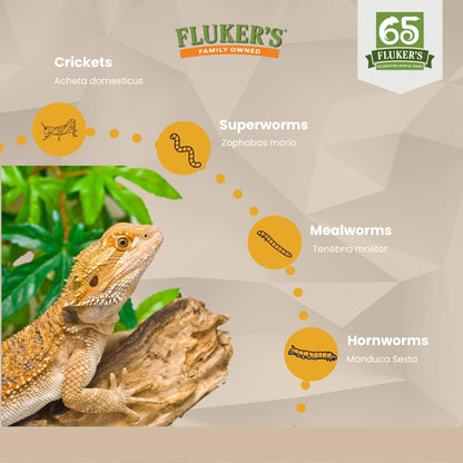 Fluker's Live Dubia Roaches, Premium Feeder Insects for Reptiles, Amphibians, and Arachnids (50 Count Large)