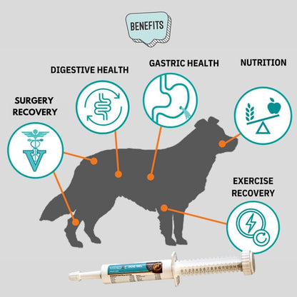 Vitalize Dog Gel - After Surgery Recovery & Probiotics Alternative Immune Support Booster Supplement for Dogs Digestive & Gut Health - Liquid Gel Paste (15 ml) (Pack of 2)