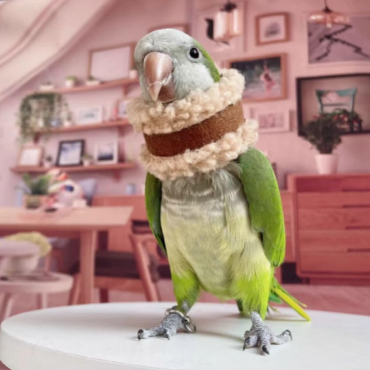 Pet Parrot Anti-Bite Elizabethan Collar, Neck Shield Anti-Grab Feather Plucking Wound Healing Safety Recovery Collar Cones for Budgerigar Lovebird Random Color (S)