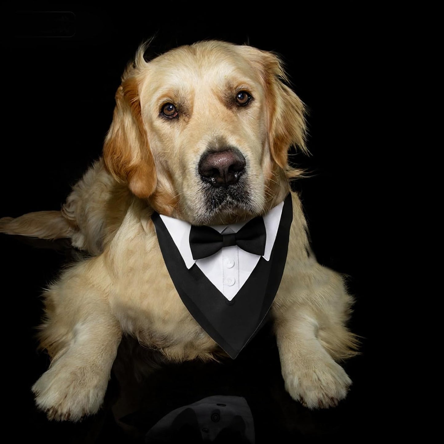 Dog Tuxedo Suit Wedding Bandana Collar with Bow Tie Adjustable Formal Suit Costume Dog Tux, Wedding Engagement Birthday Tuxedo for for Large X-Large Dogs Pets (X-Large: Neck 21"-30")