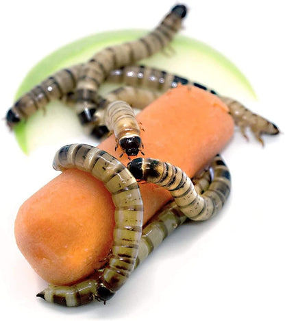 200 Count Live Superworms Large with 2-Day Shipping