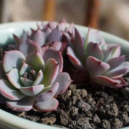 300g Black Horticultural Lava Rock, Volcanic Rock for Plants, Succulents, Garden Landscaping Decoration