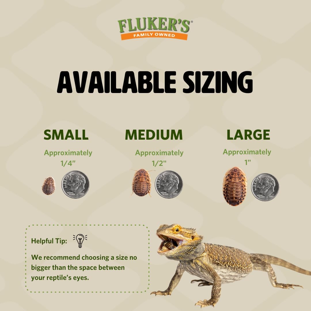 Fluker's Live Dubia Roaches, Premium Feeder Insects for Reptiles, Amphibians, and Arachnids (50 Count Large)