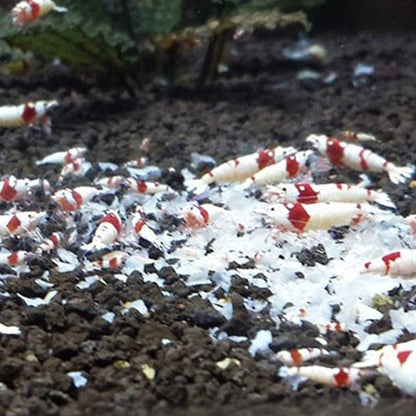 Aquatic Turtle Medley Food Natto Crystal Shrimp Beard Dragon Reptiles & Amphibian Crystal Shrimp Turtle Feeding Feeder