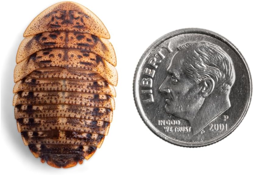 Fluker's Live Dubia Roaches, Premium Feeder Insects for Reptiles, Amphibians, and Arachnids (50 Count Large)
