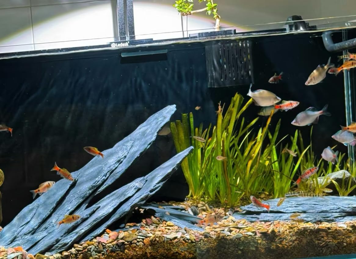 Natural Slate Stone Rocks 2 to 4 inch Aquariums Stone for Aquascaping,Terrariums,Reptile Enclosures,Paludariums, and Gardens-5lb