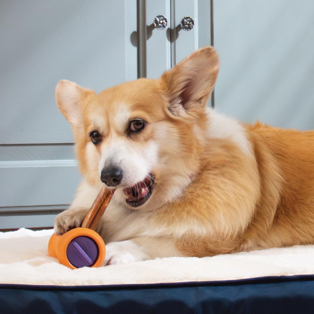 Bow Wow Labs 12" SafeFit Collagen Sticks for Dogs 5 Pack/Thick – All-Natural Chews for Joint, Gut, Bone & Oral Health