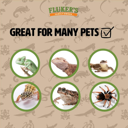 Fluker's Live Dubia Roaches, Premium Feeder Insects for Reptiles, Amphibians, and Arachnids (50 Count Large)