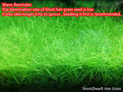 4 Bags Aquarium Plant S.e.e.ds, not Artificial Plastic Plant, Fish Tank Live Grass for All Substrate (0.36ozTiny+0.36oz Long+0.36oz Short+0.36oz Big Dual) ZQV-010