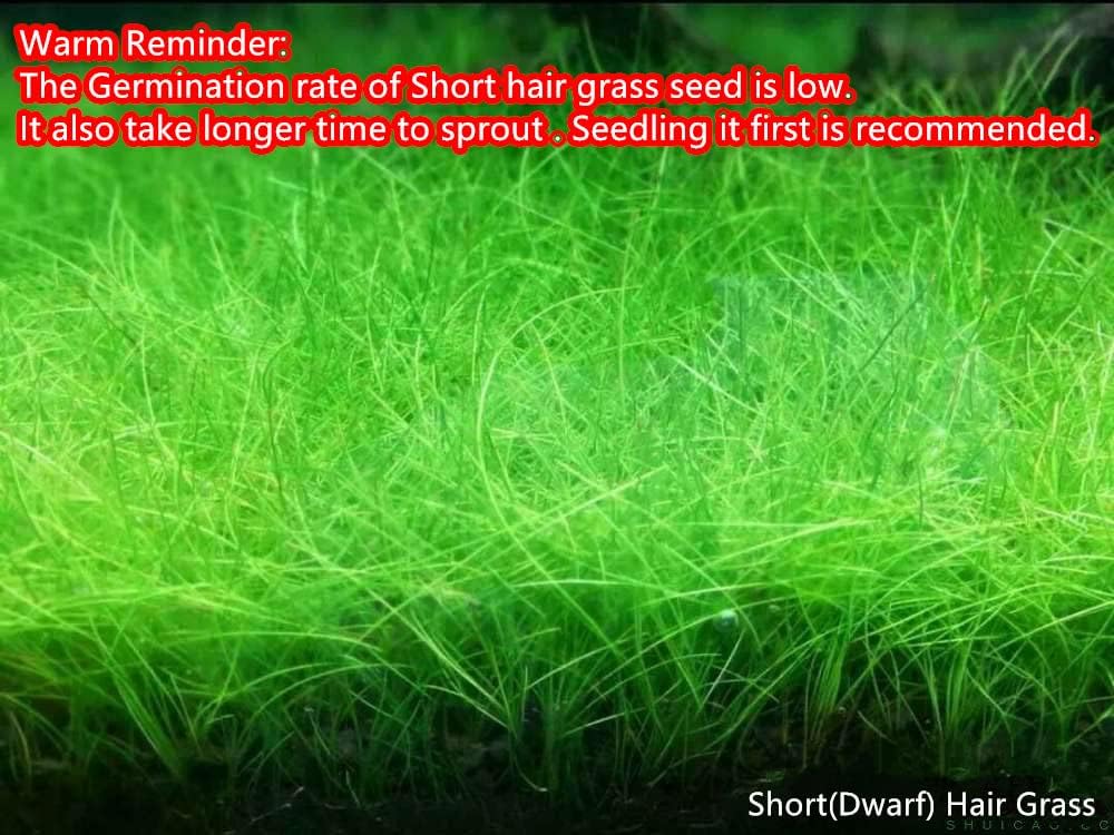 4 Bags Aquarium Plant S.e.e.ds, not Artificial Plastic Plant, Fish Tank Live Grass for All Substrate (0.36ozTiny+0.36oz Long+0.36oz Short+0.36oz Big Dual) ZQV-010