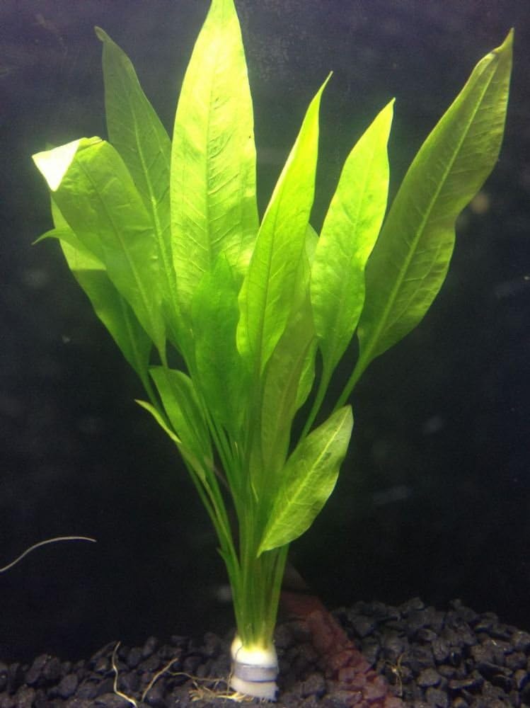 Amazon Sword - Echinodorus Bleheri x3 Plants - Live Aquarium Plant