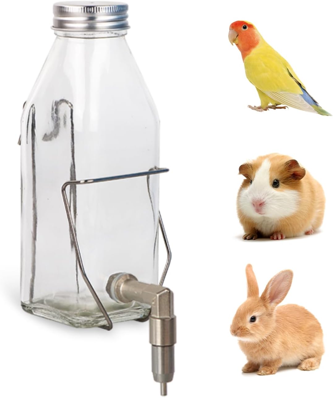 Guinea Pig & Rabbit Water Bottle, 350ml No-Drip Chew-Proof Glass Dispenser with Stainless Steel Nozzle for Hamster, Squirrel, Bird, Guinea Pig Cage (350-S)