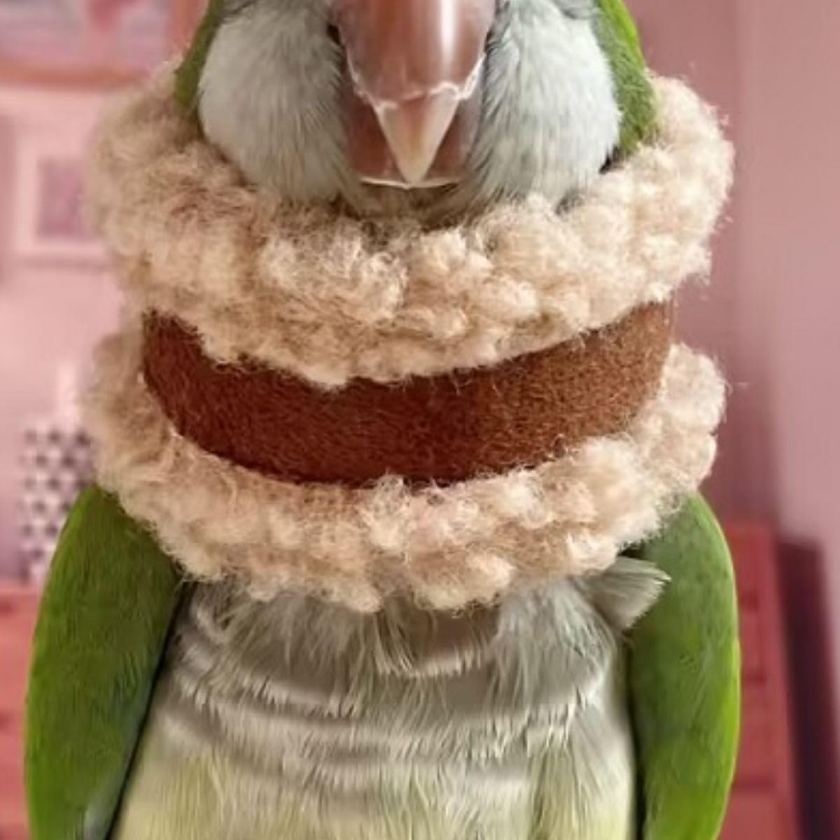 Pet Parrot Anti-Bite Elizabethan Collar, Neck Shield Anti-Grab Feather Plucking Wound Healing Safety Recovery Collar Cones for Budgerigar Lovebird Random Color (S)