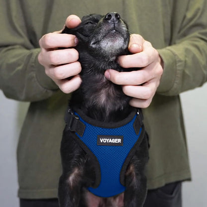 Best Pet Supplies Voyager Step-in Lock Pet Harness w Reflective Pet Leash Combo Set with Neoprene Handle 5ft - Supports Small, Medium and Large Breed Puppies/Cats - Royal Blue/Black Trim Set, M