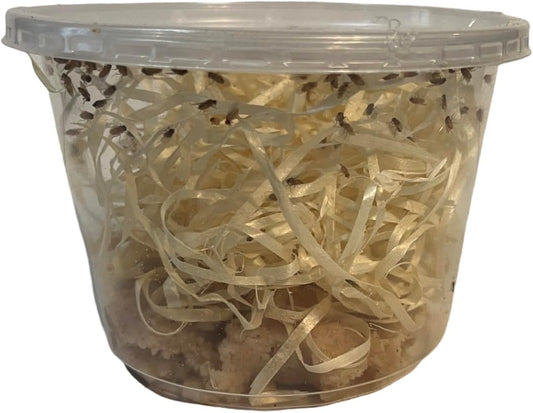 Live Wingless Fruit Fly Culture 16oz. (Drosophila Hydei) for Feeding Mantis, Jumping Spiders, Lizards, Tree Frogs, Tropical Fish, ant Farms