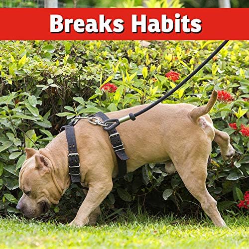 IMUSTGARDEN Dog and Cat Repellent: All Natural Spray to Stop Chewing and Repel from Yards, Plants, and Gardens – 1 Gallon Ready-to-Use