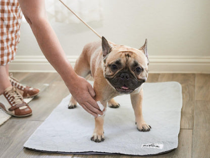 Pet Parents® Pet WiPees™ Dog All Purpose + Allergy Dog Wipes, Pet Wipes for Dogs, Puppy Wipes & Paw Wipes, Large Dog Wipes (100 Count (Pack of 4), Natural)