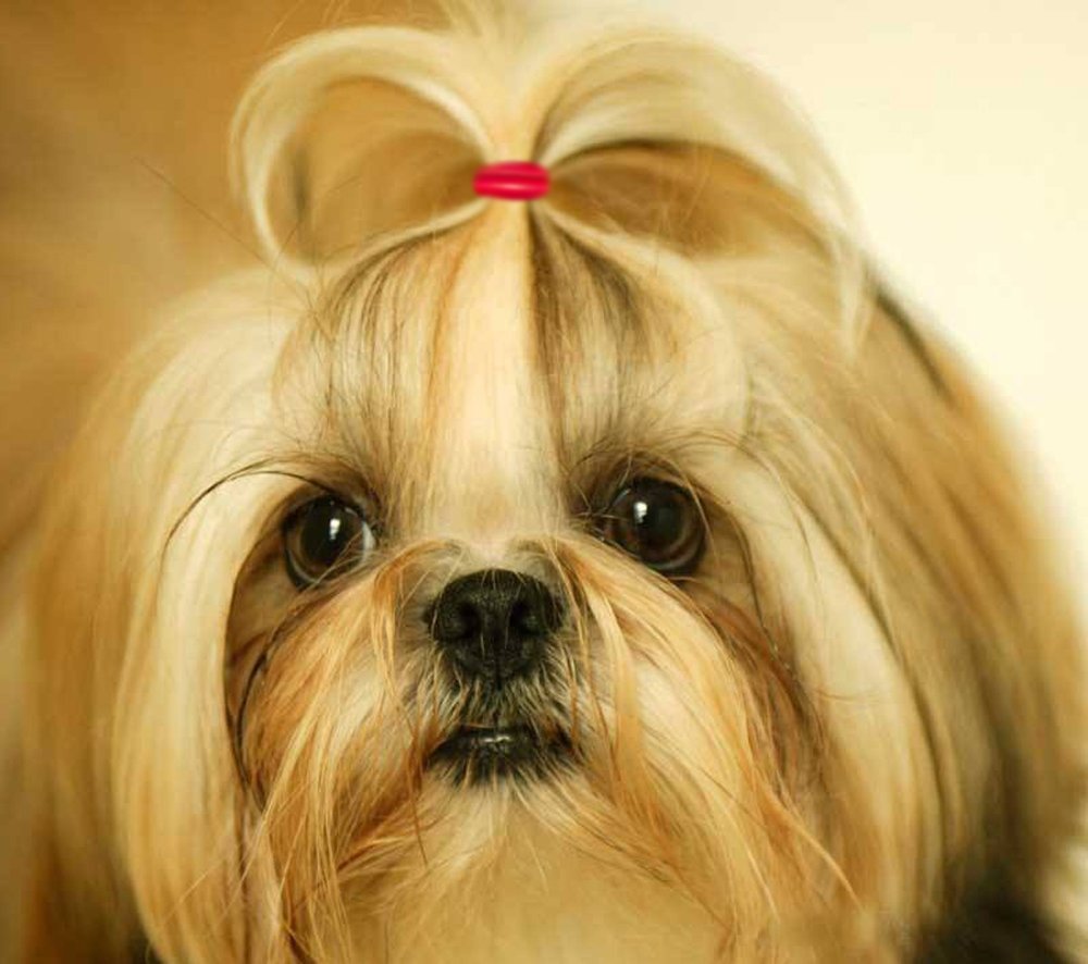 YOY 3/4" Pet Dog Stretchy Rubber Bands, 600/Box - Puppy Elastics Ties Pony Tail Holders Hair Accessories for Doggy Grooming Top Knots Ponytails Braids and Dreadlocks