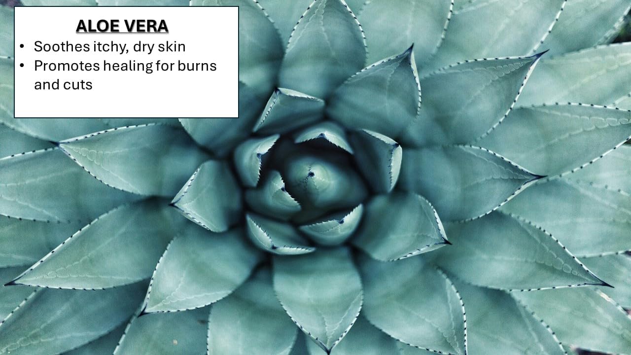 Fence Rider Skin & Coat Spray for Horses, Blend of Premium Natural Ingredients to Soothe Skin and Shine Coat, 24 oz Ready to Use (Lavender)