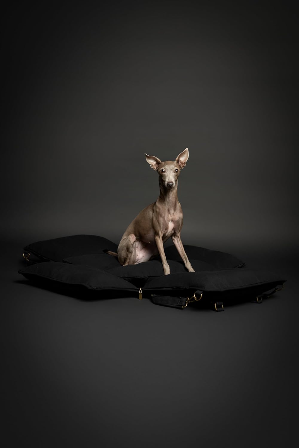 Noah & Paw Dog Car Seat Carrier, Small Dog Car Seat for Small Medium Pets with Harness Clip, 4X Safety Feature, Booster Travel Bed, Waterproof Washable, Orthopedic Foam Filling, Canvas Collection