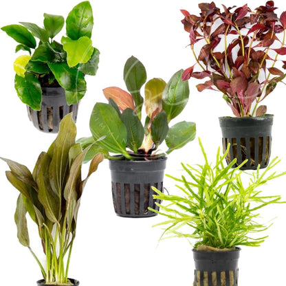 Swimming Creatures™ 10-Pack Potted Aquarium Plants – Grower’s Selection, Live Freshwater Aquatic Plants