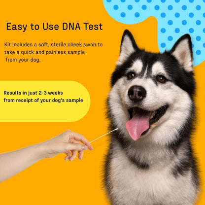 DNA MY DOG Essential + Wolf Breed ID Test– Trusted & Affordable Breed + Wolf Test | 350+ Breeds Identified w/ 99%+ Accuracy | Complete Breed Analysis + Wolf, Personality | Results in 2 Weeks