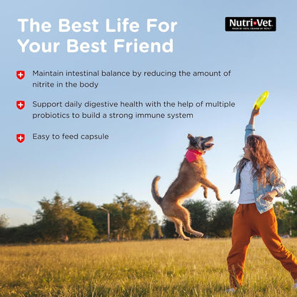 Nutri-Vet Probiotics for Dogs, Supports Digestive Health, Dog Probiotics, Promotes Healthy Immune System, Vet Formulated, Gut Health, Puppy Supplies, 60 Count Capsules