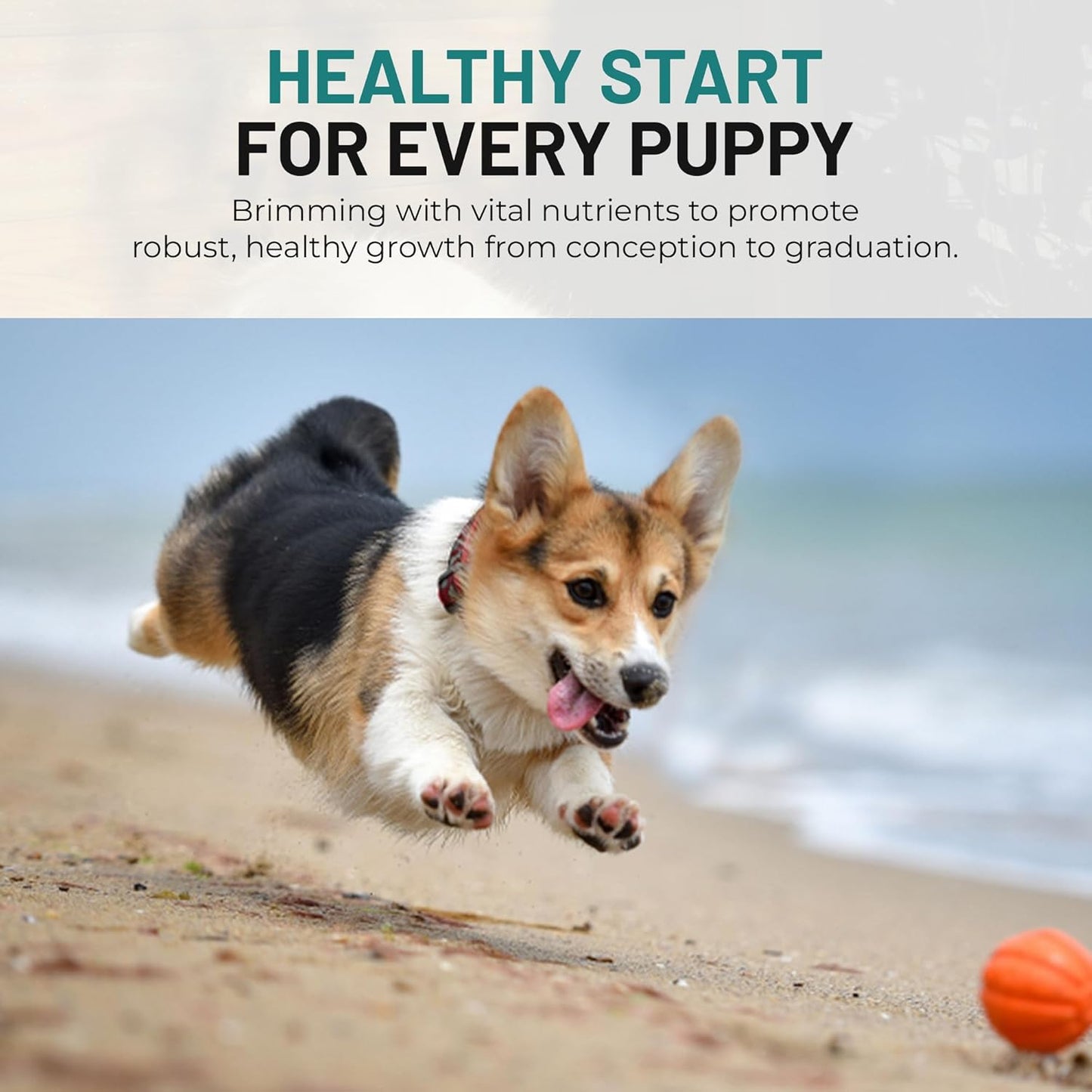 Dog Vitamins and Supplements - Chewable Dog Prenatal Vitamins for Large and Small Breed - Multivitamin Supplement for Health Support and Development - 120 Soft Chews