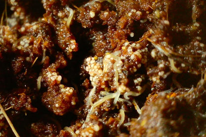 Grindal Worms (Enchytraeus buchholzi) – Live Starter Culture for Feeding Fish, Reptiles & Amphibians