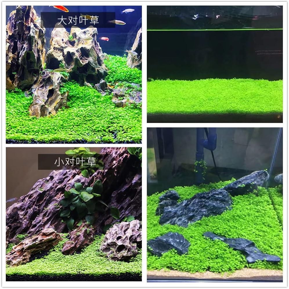 Aquarium Plant S.e,e,ds. not Fish Tank Aritificial Plastic Plant,10gram Mini-Leaf+8grame Long Hair Grass Fresh Water Carpet Decor