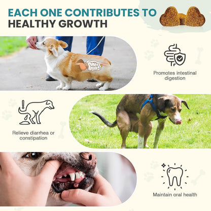 Probiotics for Dogs Gut Digestive Health Probiotic Chew for Dogs Digestive Enzymes Relieve Diarrhea Immunity Oral Problems Itching Constipation Prebiotics Dog Probiotics 200 Tablets Chicken Flavor