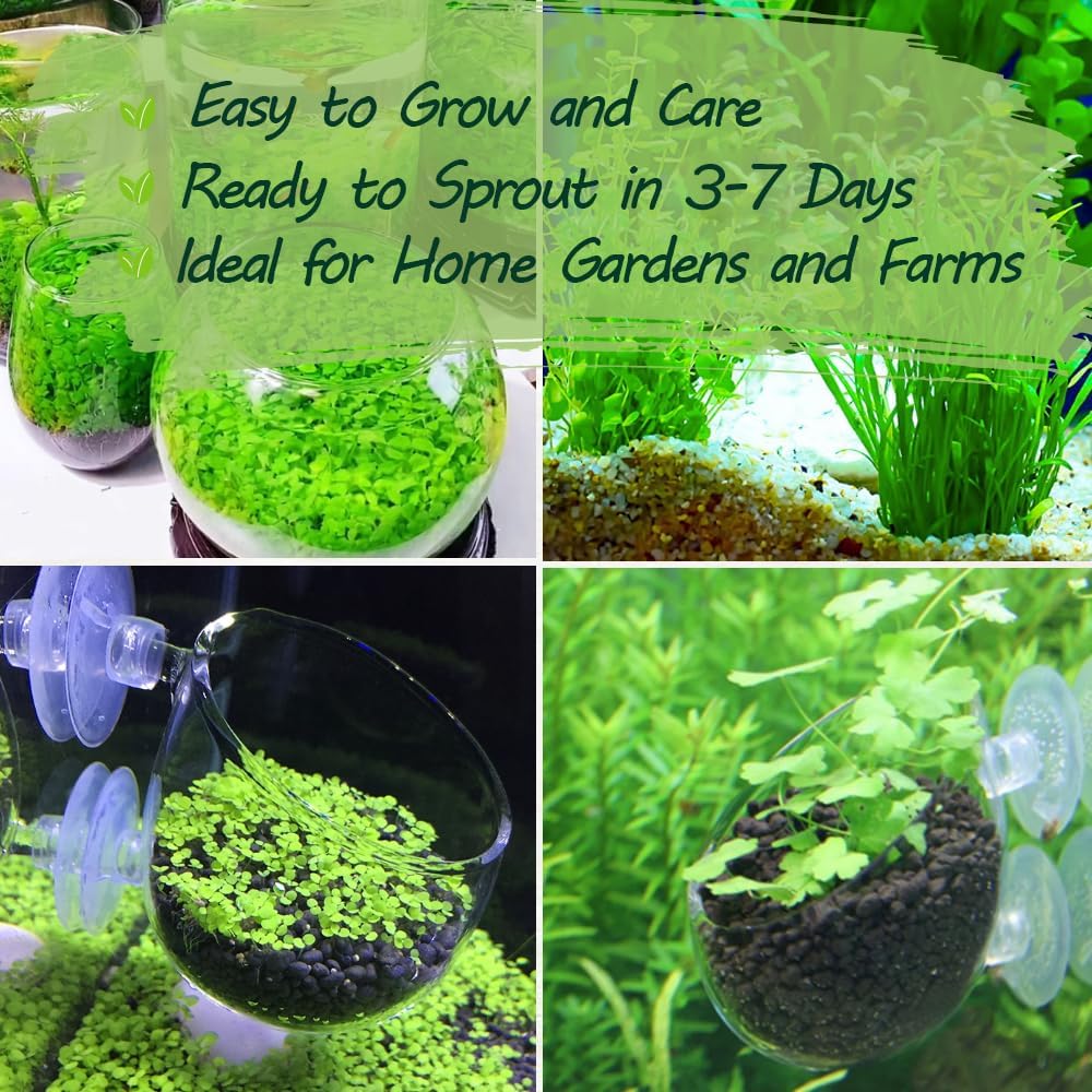 Premium Aquarium Plant Seeds for Planting – 13,000+ Live Mixed Seeds, 8 Varieties – Easy-to-Grow Aquatic Greenery for Lush, Vibrant Fish Tanks