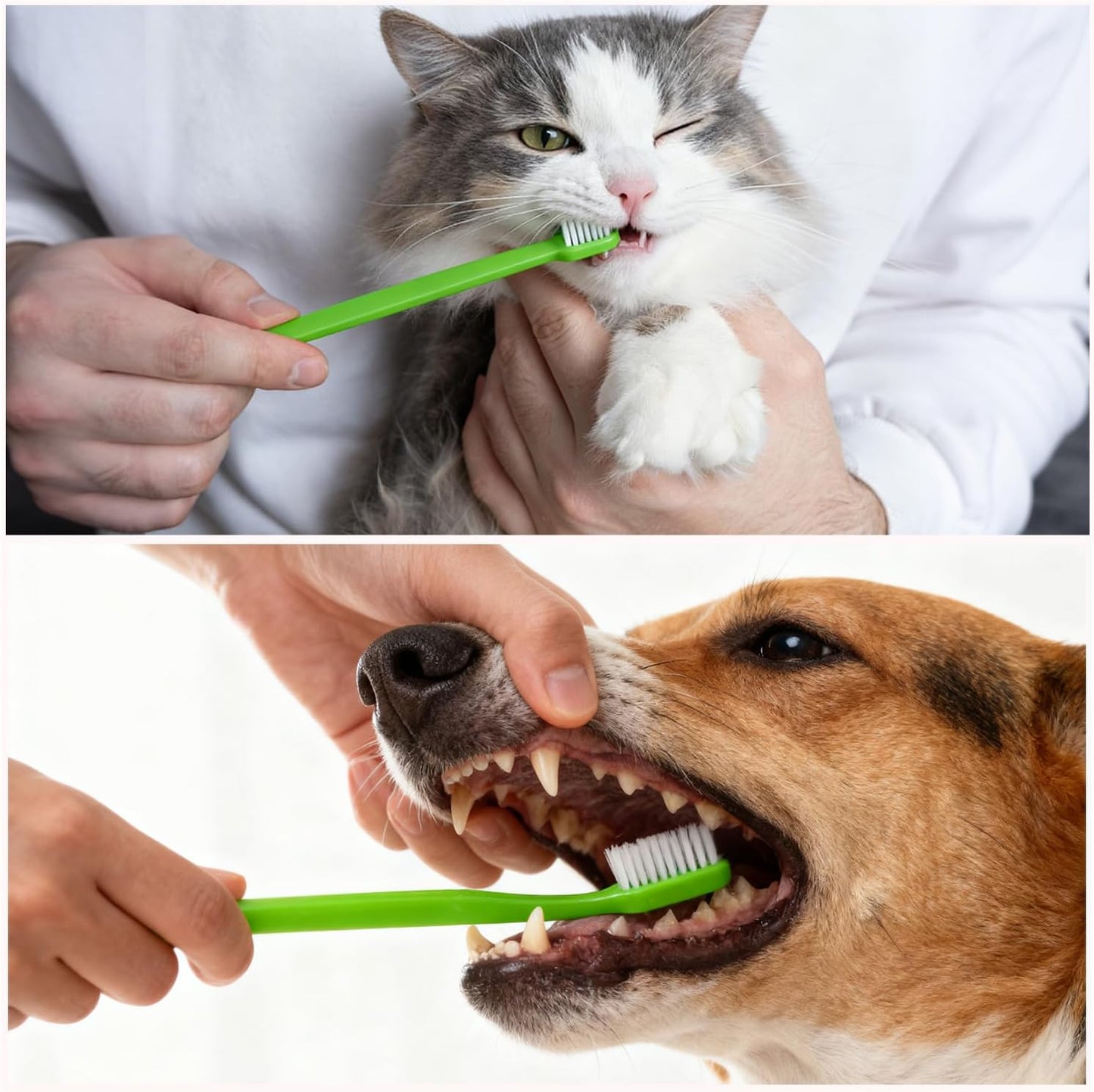 Newday Dog Toothbrush Set of 8 - Dual Headed, Dental Hygiene Convenient Soft Toothbrush to Clean pet Teeth, Dog Tooth Brushes for Small to Large Dogs, Cats, and Most Pets, Teeth Brush in Bulk