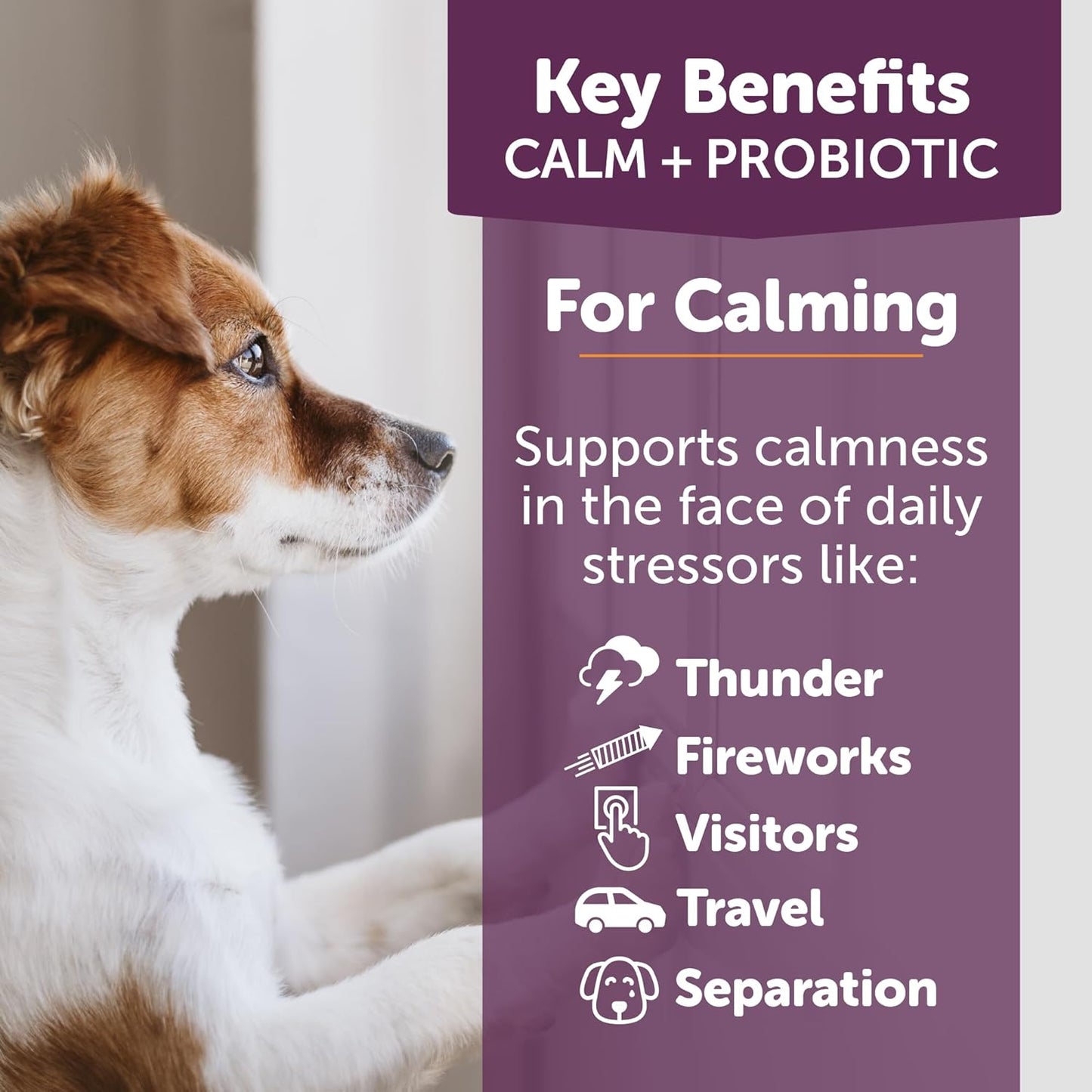 ThunderBites Calm + Probiotics for Dogs Daily Supplement Soft Chews, Supporting Dog Digestive & Gut Health with Probiotics, Prebiotics & Postbiotics + Calming Support for Daily Stressors, 90 Count