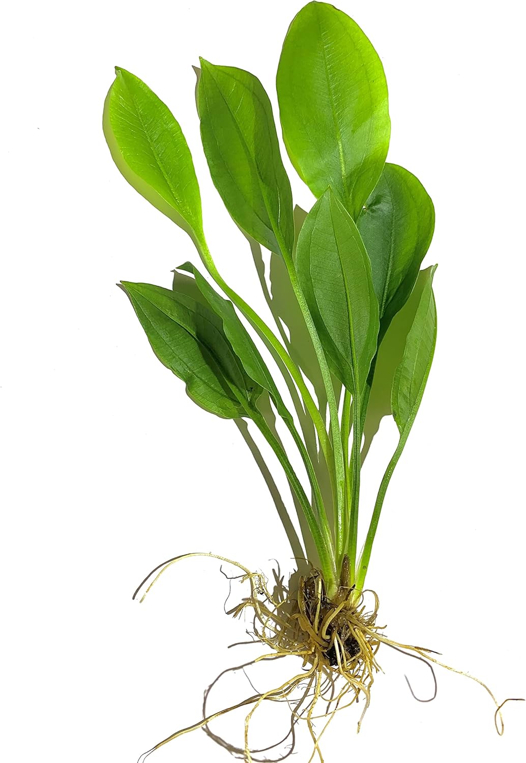 Marcus Fish Tanks - 3X Amazon Sword Echinodorus Bleheri Easy Live Aquarium Plants for Aquatic Freshwater Fish Tank