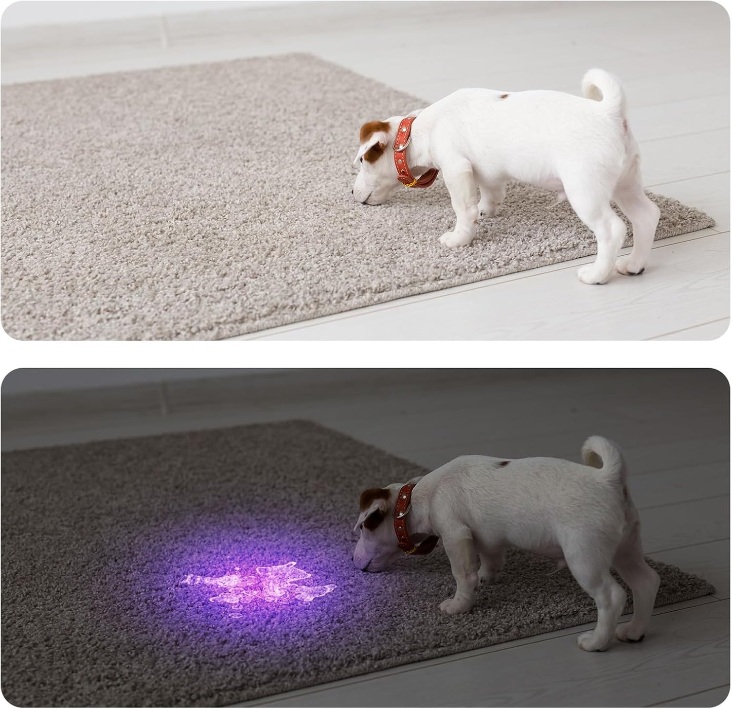 COSOOS Black Light UV Flashlight, 21 LED Handheld UV Light, 395nm Mini Blacklight Flashlight, Portable Pet Urine Detector for Dog Cat Urine Stains, Bed Bugs, Scorpion, Resin Curing, Nails