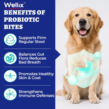 260 Bites Wellix Probiotics for Dogs - Dog Probiotics and Prebiotics with Pumkin - Improve Digestive Health, Allergies and Itchy Skin Relief Natural Gut Health Supplements for Small Medium Senior Dog