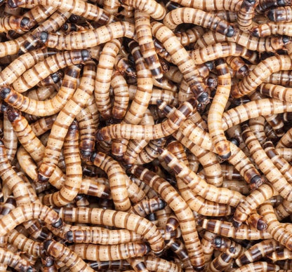 200 Count Live Superworms Large with 2-Day Shipping