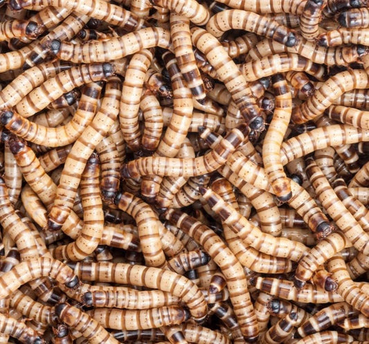 200 Count Live Superworms Large with 2-Day Shipping