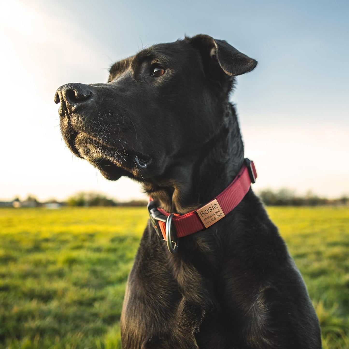 Anavia Slide On Silent Pet ID Tags, S/M/L/XL Personalized Stainless Steel Cat Dog Tag with Elastic Fabric Band, Engraved Nameplate Quiet Chew-Proof Pet Collar Tag (Gold, Large)