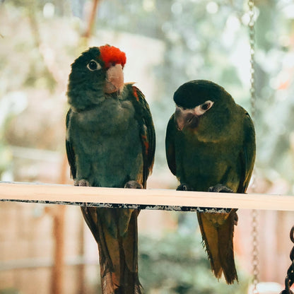 DECHOUS 5Pcs Wooden Bird Perches Parrot Stand Branches Natural Wood Pet Bird Cage Wooden Hanging Perch Platform Hammock Swing Toys Parakeet Cockatiel Stand Accessories